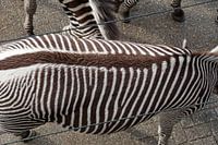 Das Zebra von oben gesehen hat einen kunstvollen Rand