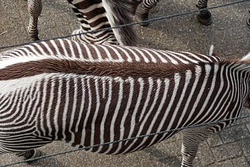 zebra van bovenaf gezien heeft een kunstig streepje voor van wil spijker