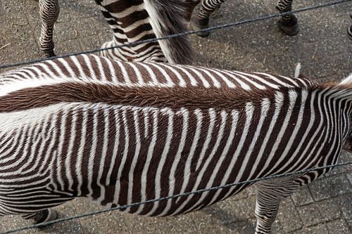 le zèbre vu d'en haut a un côté artistique