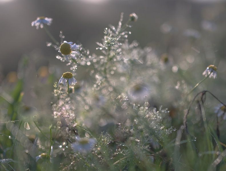 Blumen Teil 201 von Tania Perneel