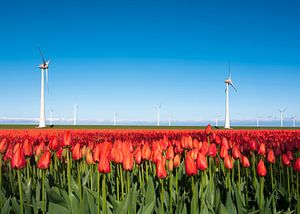 veld rode tulpen en windmolens onder blauwe hemel