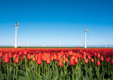 Feld mit roten Tulpen und Windmühlen unter blauem Himmel von anton havelaar