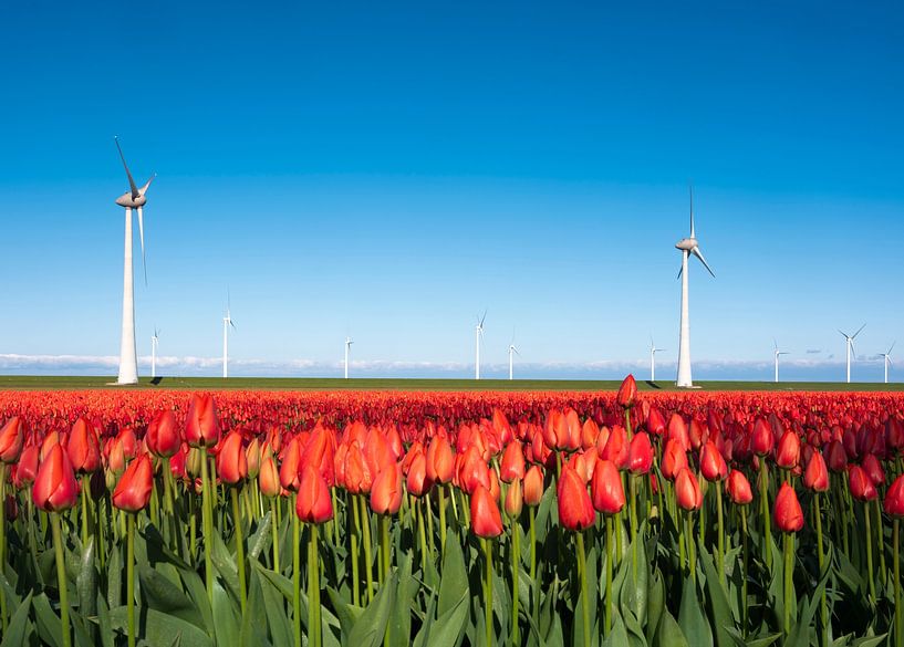 veld rode tulpen en windmolens onder blauwe hemel van anton havelaar