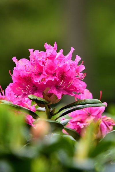 Bloemen van een rododendron(staand) van Gerard de Zwaan