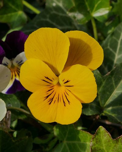 Yellow garden pansy