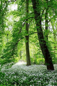 Bärlauch im Wald