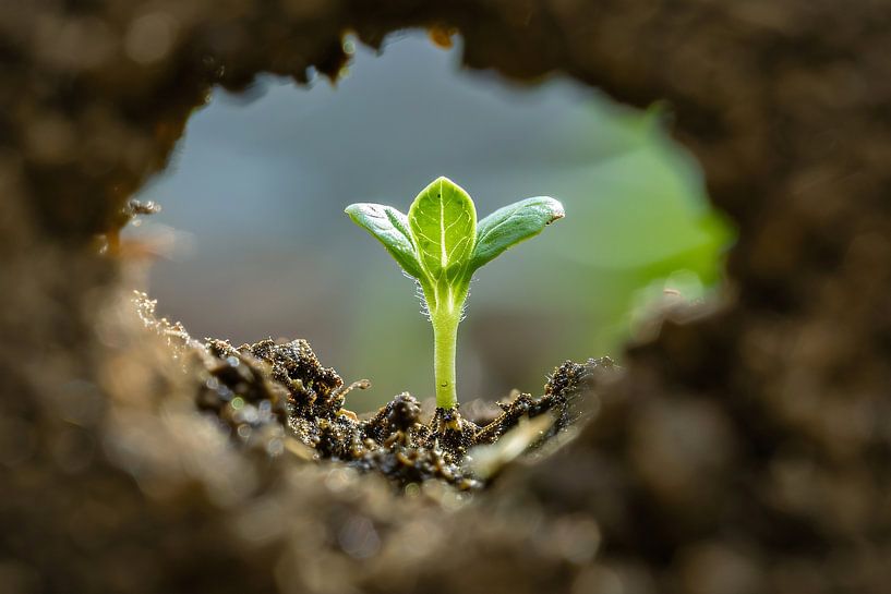 transparent par Imperial Art House