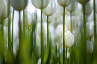 Witte tulpen van Karin de Jonge thumbnail