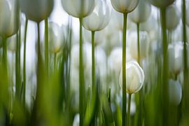 Witte tulpen by Karin de Jonge