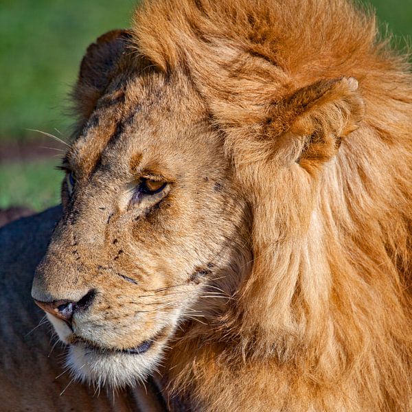 Lionhead van Peter Michel