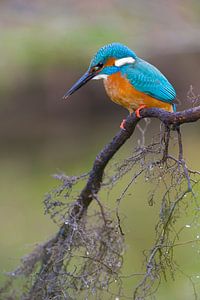 Eisvogel von Eisvogel.land - Corné van Oosterhout