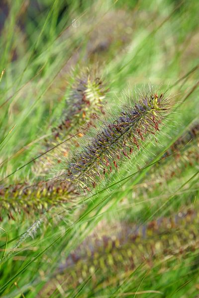 ornamental grass garden by Stefania van Lieshout
