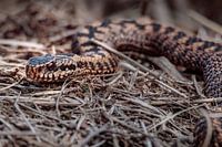 Nahaufnahme einer Kreuzotter