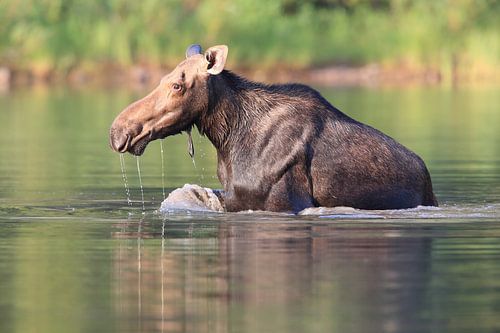 Elandkoe die waterplanten eet in het Glacier Nationaal Park in Montana, VS