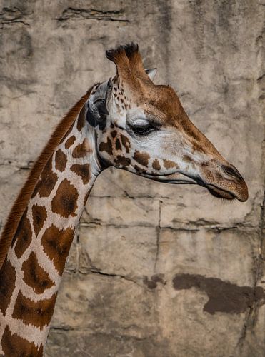 Une girafe posant devant le mur, avec un joli cliché pris de profil, Emmen, Pays-Bas