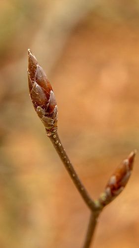 Bourgeon de hêtre au printemps