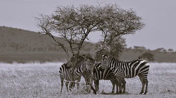 Zebra's zoeken schaduw van Marco van Beek
