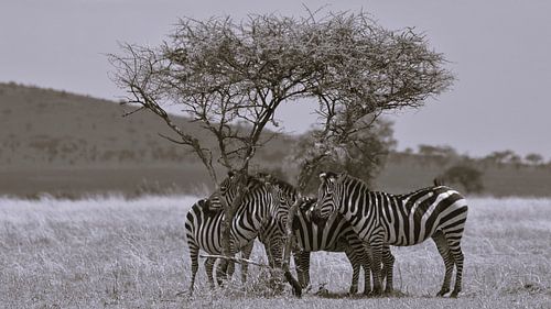 Zebras seek shade