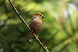 Apple finch by Anjella Buckens