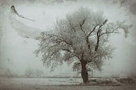 Mist by marleen brauers thumbnail