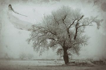 Mist by marleen brauers