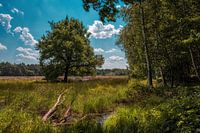 At the edge of the forest