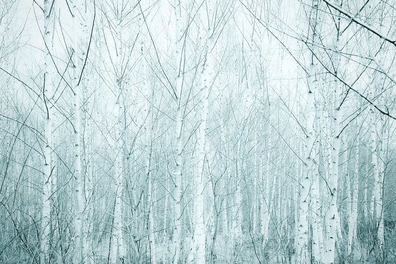 birches on blue von Dorit Fuhg