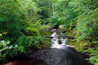 Waterval in de groene bossen van de Ardennen bij de Hoegne rivier van Kim Willems thumbnail