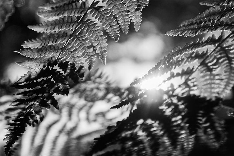 A sunny magical evening in the wood! by Gijsje Bergs