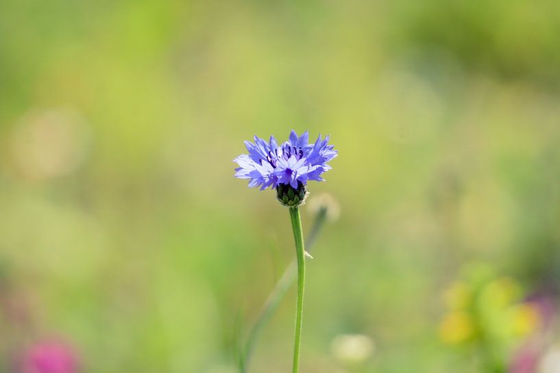 The Cornflower by Colin Aalbers