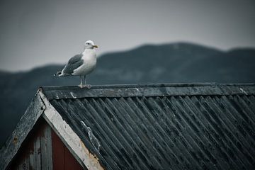 Zeemeeuw op een vissershut aan een fjord in Noorwegen van Martin Köbsch