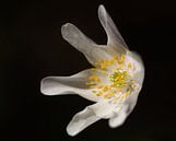 Buschwindröschen - Anemone nemorosa von Iris Volkmar Miniaturansicht
