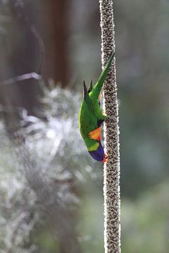 Regenboogparkiet, Queensland, Australië van Frank Fichtmüller