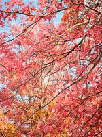 Herbst in den Niederlanden