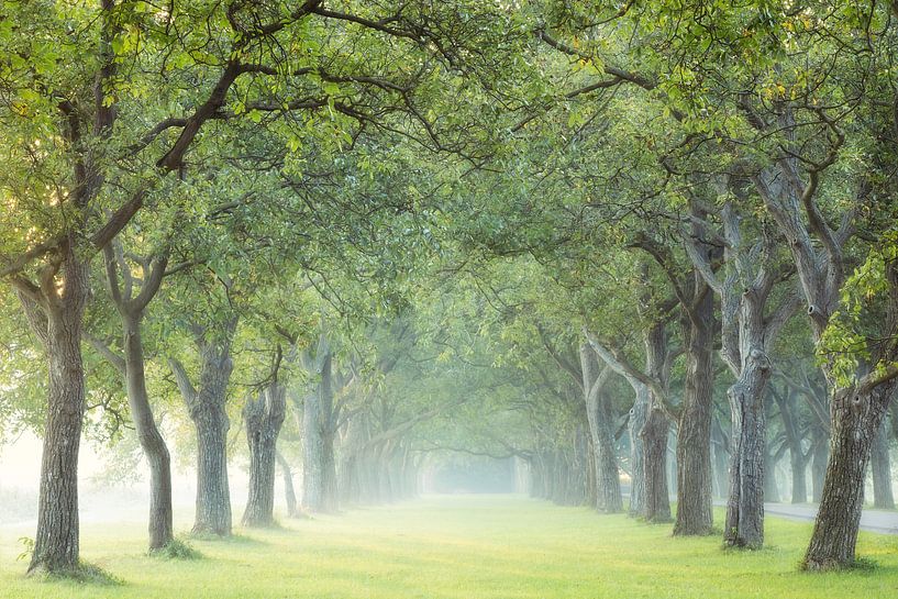 And then, there was light by Roelie Steinmann