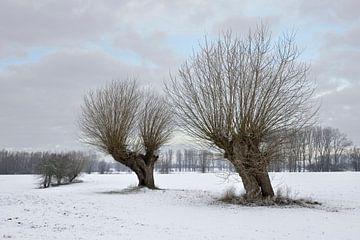 Old pollard willows ( Salix sp. ) on a frosty winter morning van wunderbare Erde