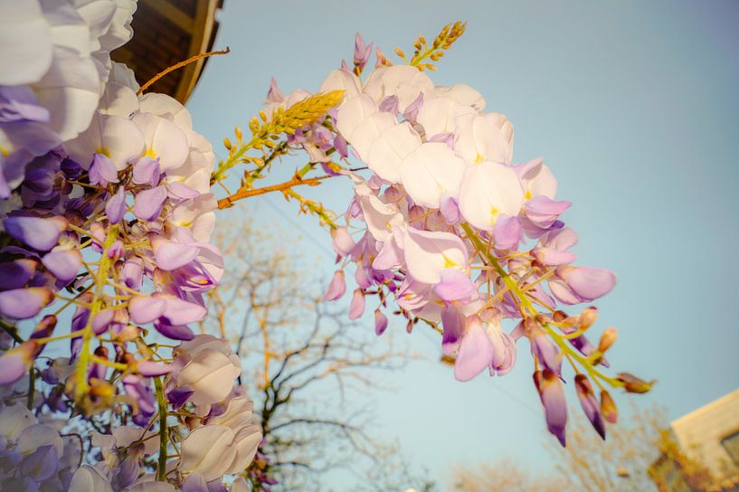 Roze bloemen by Jane Changart