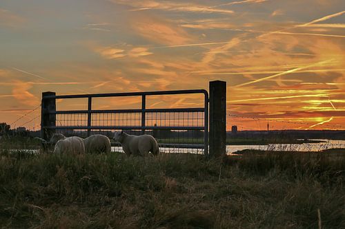 Schapen in het avondrood