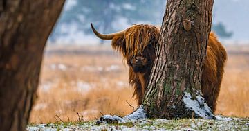 Scottish Highland cattle 23 by Jan Peter Nagel