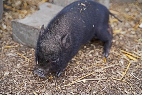Mini biggetje bij zijn eerste uittocht op de boerderij.