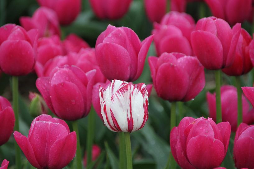 De rood witte tulp par Fotografie Fryslân