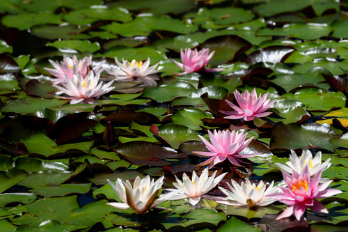Roze en witte waterlelies in een groene tuinvijver