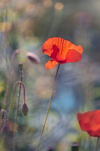 Poppy sur Kurt Krause