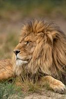 Erwachsener männlicher Löwe (Panthera leo), der sich im Gras ausruht