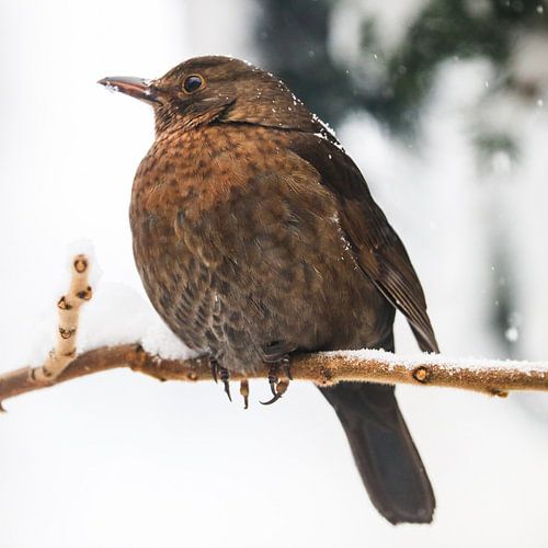 Zanglijster in de sneeuw