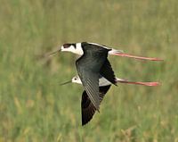 Stilts in symmetrical flight.