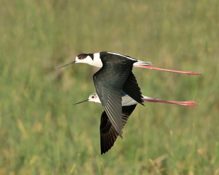 Stilts in symmetrical flight. by Zeno Swijtink