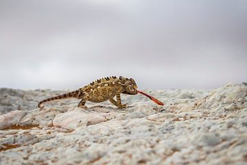 Desert chameleon by Antwan Janssen