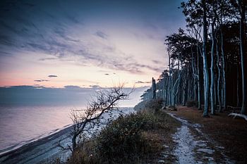 Ghost forest Nienhagen