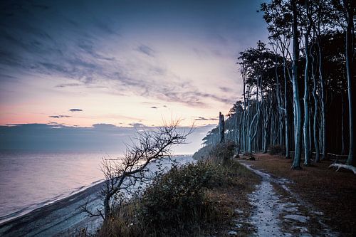 Ghost forest Nienhagen